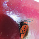 Polilla :: Moth