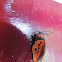 Polilla :: Moth