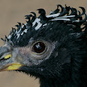 Bare-faced Curassow