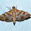 Crambidae