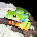 Red-Eyed Treefrog