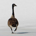 Canada Goose