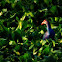 The Purple Swamphen