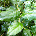 Salal