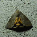 fruit piercing moth