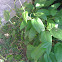 Laurel clock vine/Blue trumpet vine