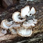 Turkey Tail