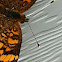 Pearl Crescent Butterfly