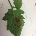 Squash bug eggs