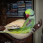 Alexandrine Parakeet.