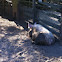 Domestic pig