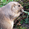 Black-Tailed Prairie Dog