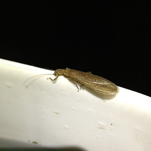 Spotting Image 1