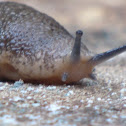 Gray Garden Slug 