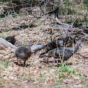 Wild Turkey