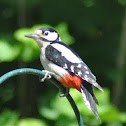 Great-spotted Woodpecker