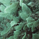 Yellow sea fern