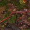 Coral Snake -Brazilian