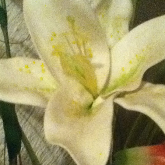 Spotting Image 1