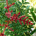 Avellano