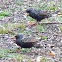 European starling