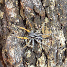 Swift Ground Spider