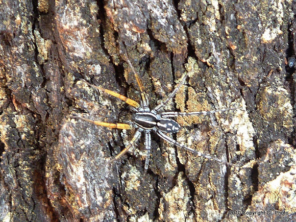 Spotting Image 1
