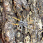 Swift Ground Spider