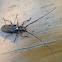 White-Spotted Sawyer Beetle