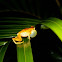 Hyla frog
