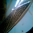Backswimmer