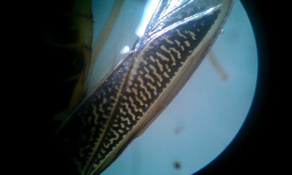 Spotting Image 1