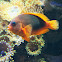 Red saddleback anemonefish or saddle anemonefish