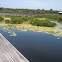 Anhinga