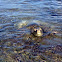 Sea Turtle