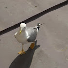 Yellow-legged Gull