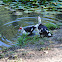 Muscovy duck