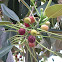 Ficus sp.