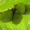 White Tent Bat