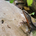 Viviparous lizard