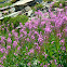 Fireweed