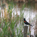 Red-winged Blackbird