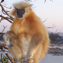 Golden Langur