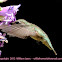 Ruby-throated hummingbird