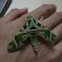 Hawk Moth