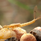 Mayfly Larva