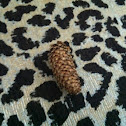Pine cones