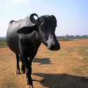 buffalo