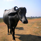 buffalo