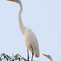 Great Egret